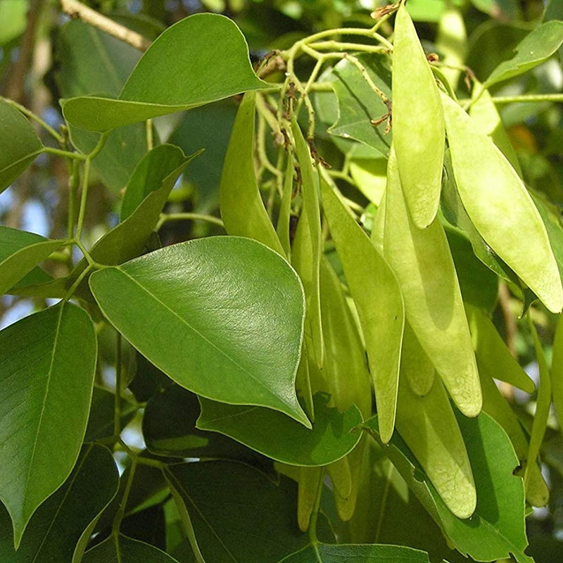 Rosewood - Dalbergia sissoo Tree Plant