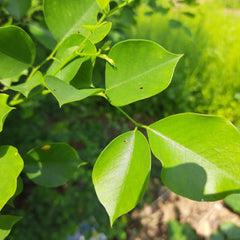 Rosewood - Dalbergia sissoo Tree Plant