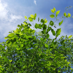 Rosewood - Dalbergia sissoo Tree Plant