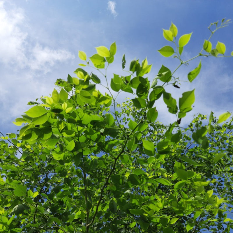 Rosewood - Dalbergia sissoo Tree Plant