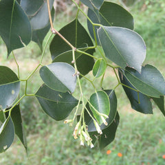 Rosewood - Dalbergia sissoo Tree Plant