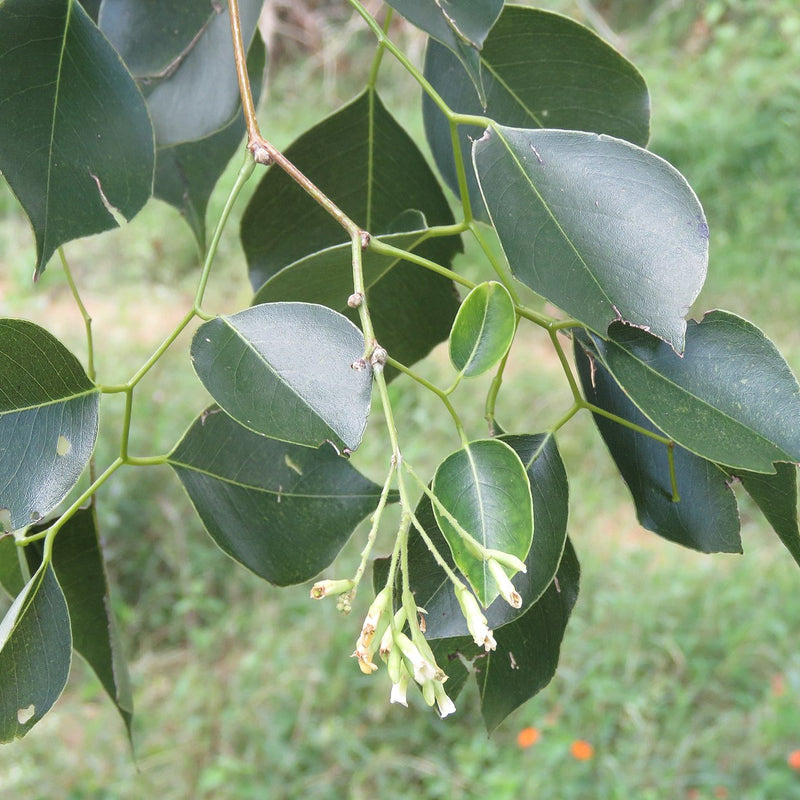 Rosewood - Dalbergia sissoo Tree Plant