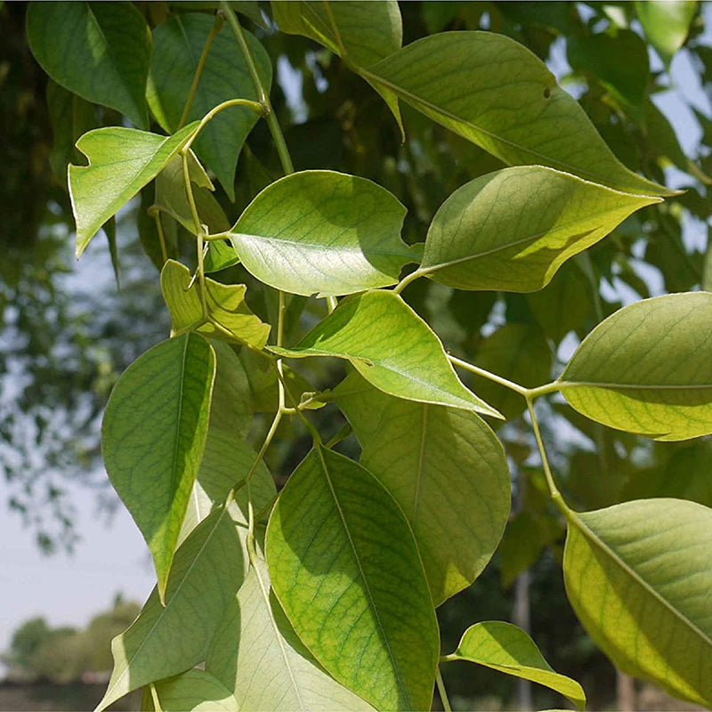 Rosewood - Dalbergia sissoo Tree Plant