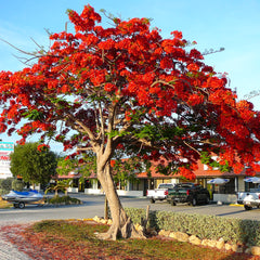 Gulmohar - Delonix regia Tree Plant
