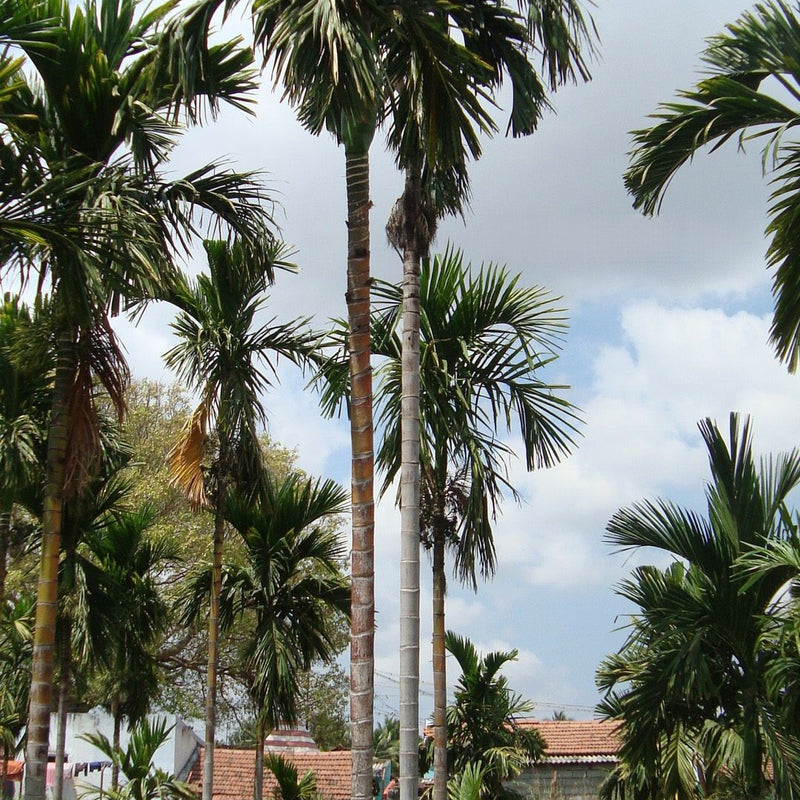 Hybrid Dwarf Arecanut - Sree Mangala  Plant