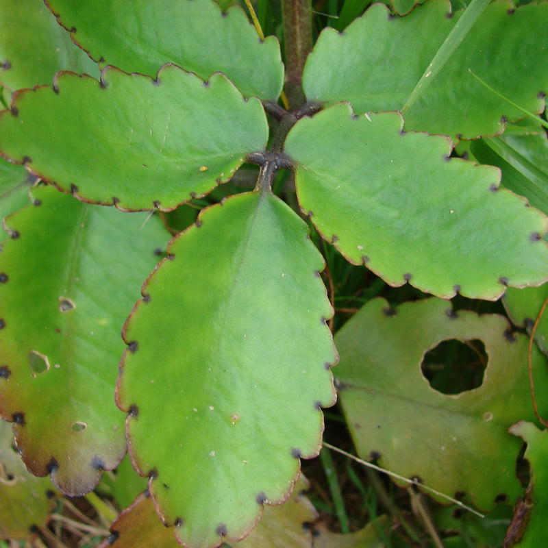 Ila Mulachi ( Bryophyllum pinnatum ) Medicinal Plant