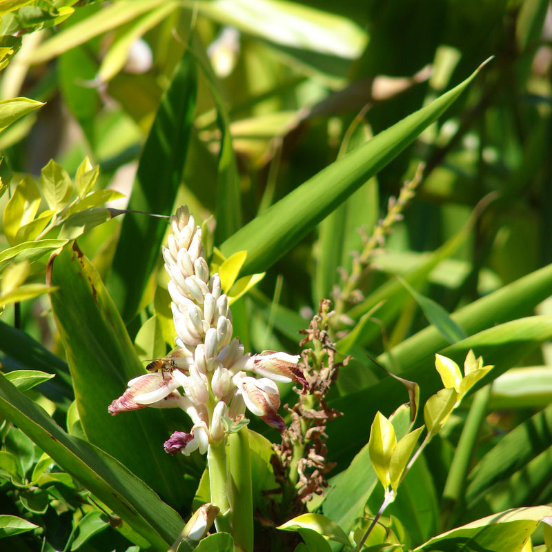 Chittaratha ( Alpinia calcarata ) Medicinal Plant