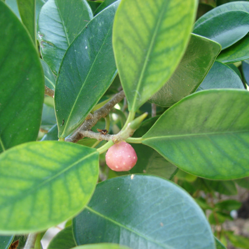 Ithi Plant ( Ficus microcarpa ) Medicinal Plant