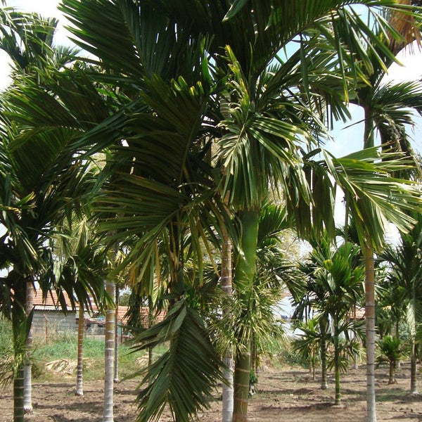 Hybrid Dwarf Arecanut - Sumangala  Plant