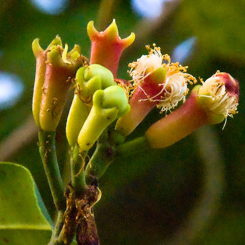 Clove - Lavang Spice Plant