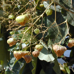 Teakwood - Tectona grandis Tree Plant