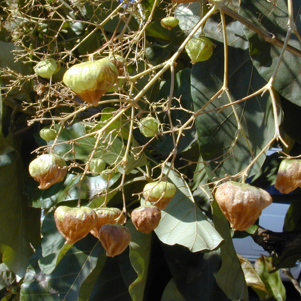 Teakwood - Tectona grandis Tree Plant