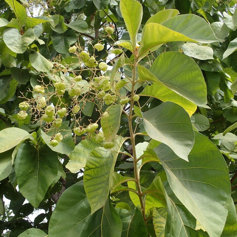 Teakwood - Tectona grandis Tree Plant