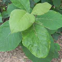 Teakwood - Tectona grandis Tree Plant