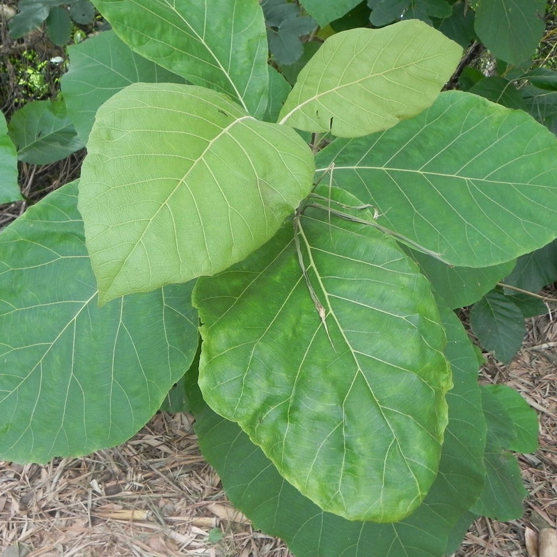 Teakwood - Tectona grandis Tree Plant