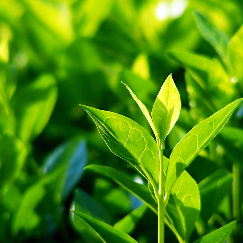 Tea Plant