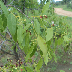White Sandalwood - Santalum album Tree Plant