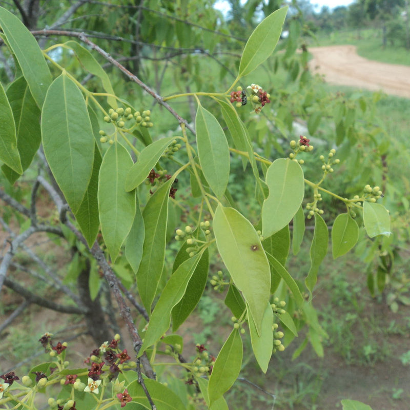 White Sandalwood - Santalum album Tree Plant