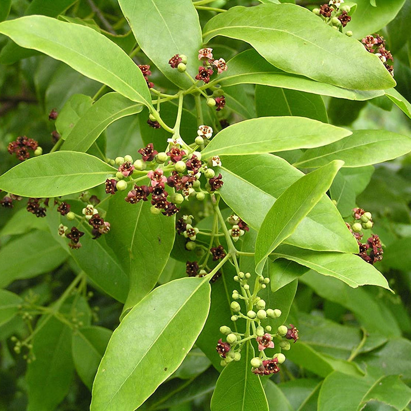 White Sandalwood - Santalum album Tree Plant