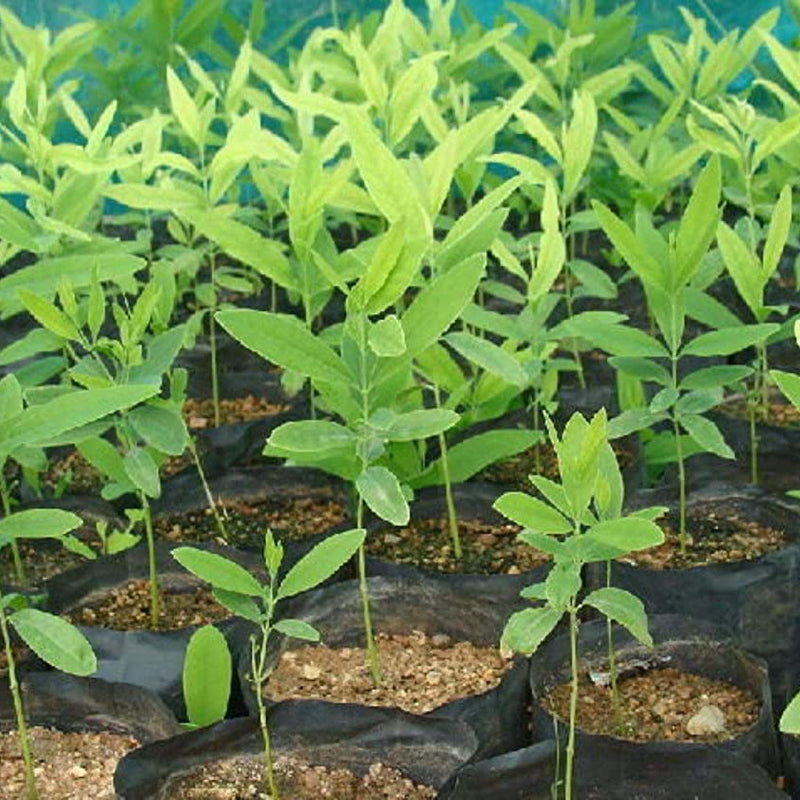 White Sandalwood - Santalum album Tree Plant