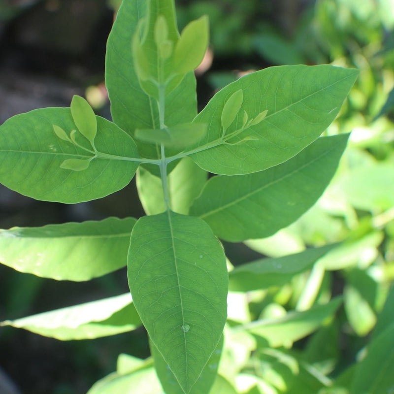 White Sandalwood - Santalum album Tree Plant