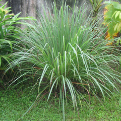 Lemon Grass - Malabar Grass Spice Plant