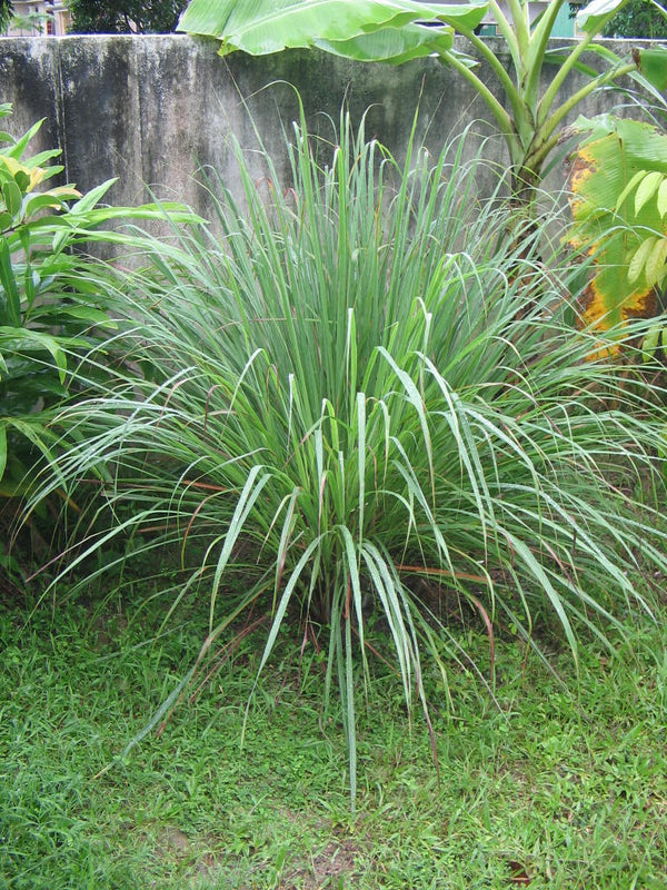 Lemon Grass - Malabar Grass Spice Plant