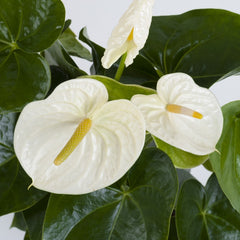 Anthurium Flower - White - Flower Plant
