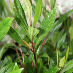 Ayyapana ( Ayapana triplinervis ) Medicinal Plant