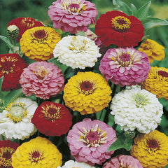 Zinnia