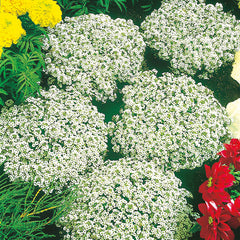 Alyssum