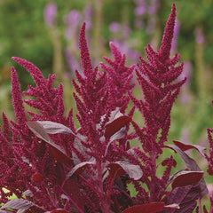 Amaranthus