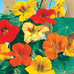 Nasturtium