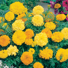 African Marigold