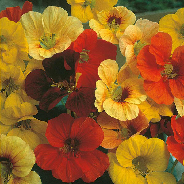 Nasturtium