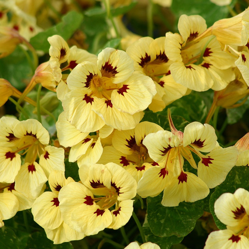 Nasturtium