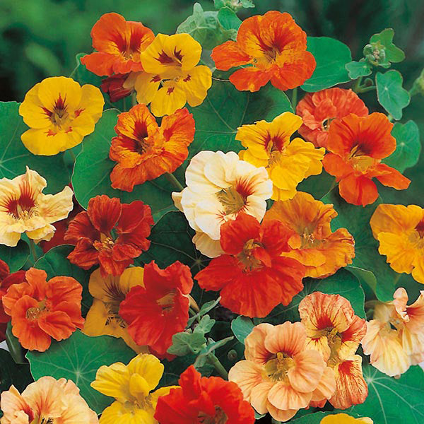 Nasturtium