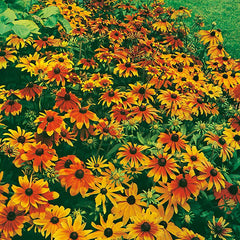 Rudbeckia
