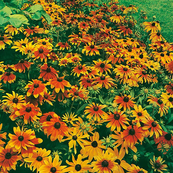 Rudbeckia