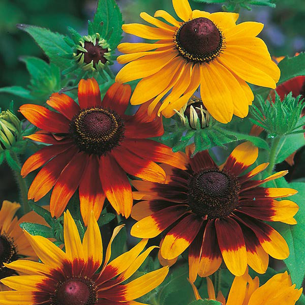 Rudbeckia