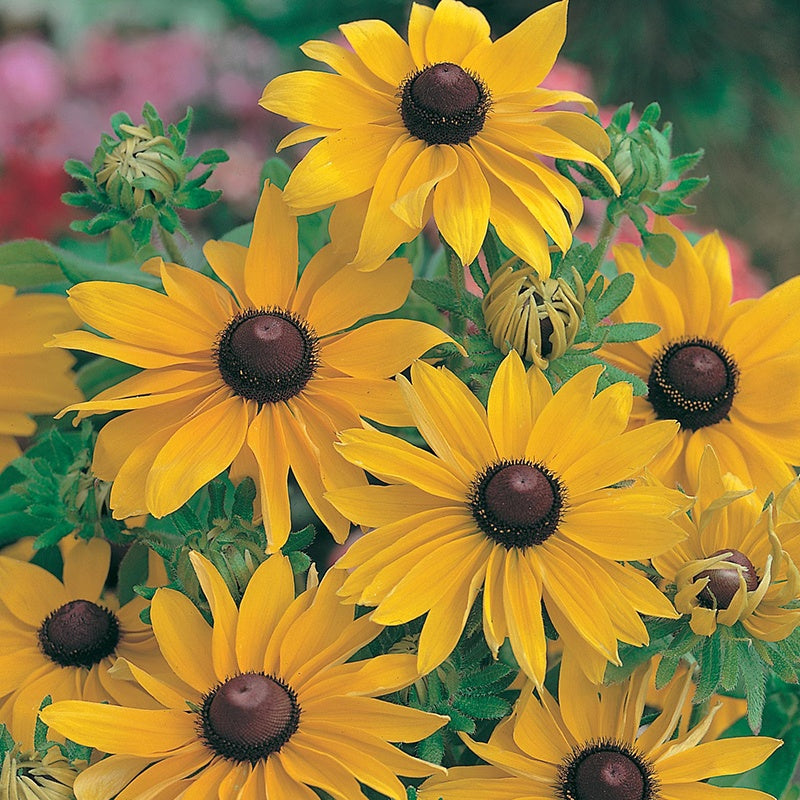 Rudbeckia