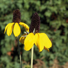 Rudbeckia