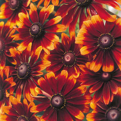 Rudbeckia