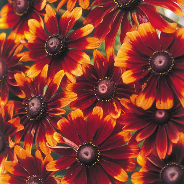 Rudbeckia