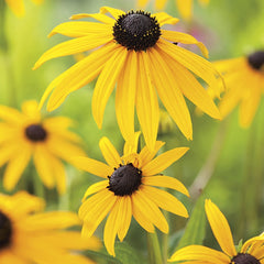 Rudbeckia