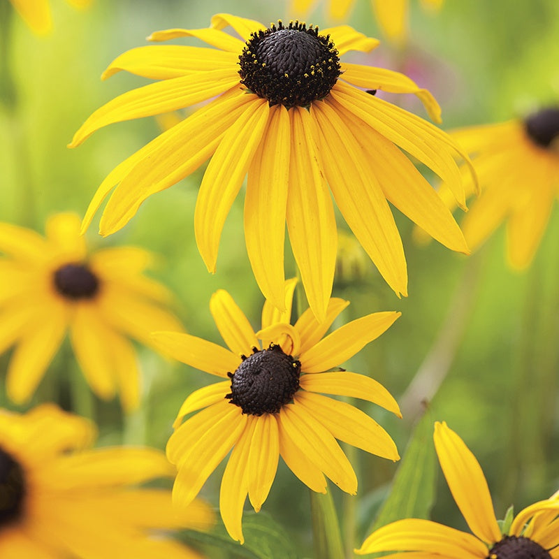 Rudbeckia