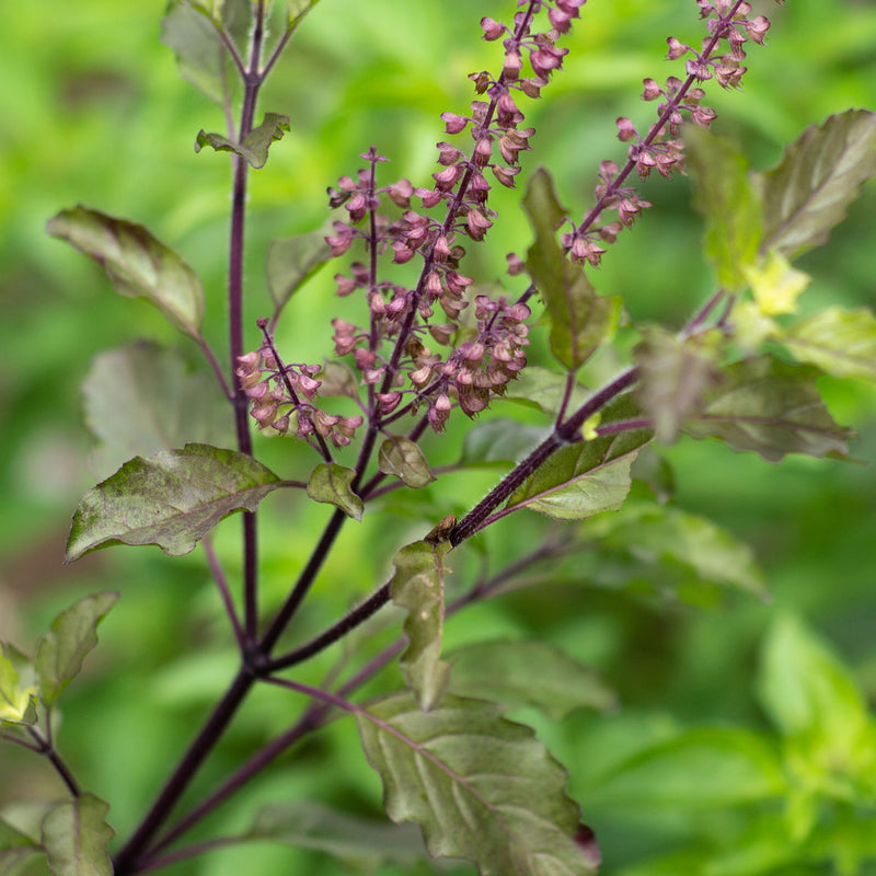 Thulasi ( Ocimum sanctum ) Medicinal Plant