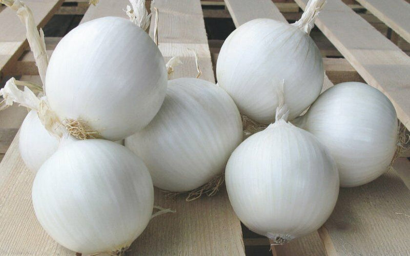 Onion