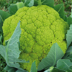 Cauli Flower