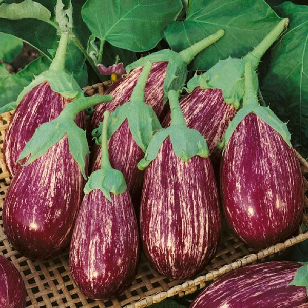 Eggplant